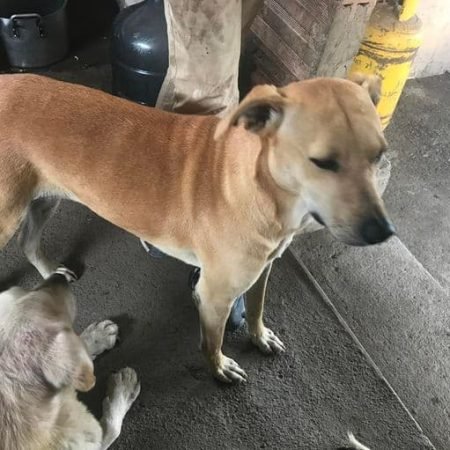 mona perro adopcion funlobo